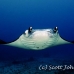 ray_manta_goof_h_0120_yap4743.jpg